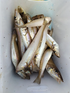 キスの釣果