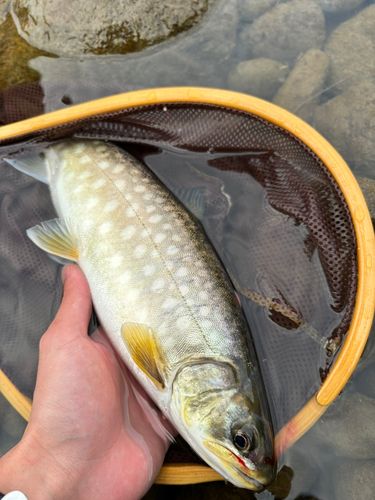 アメマスの釣果