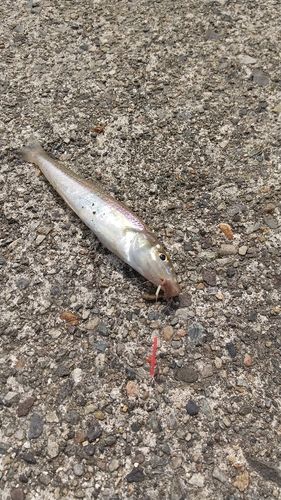 シロギスの釣果