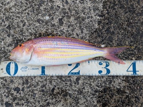 イトヨリダイの釣果