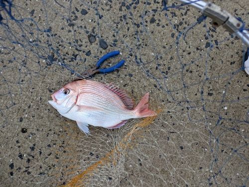 ヒレコダイの釣果