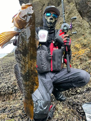 アイナメの釣果