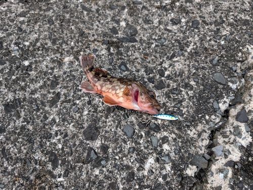 カサゴの釣果