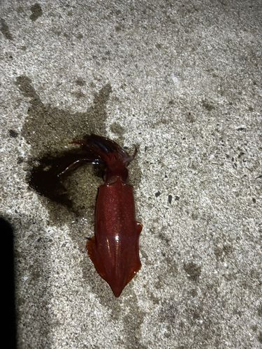 ササイカの釣果