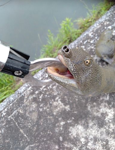 釣果