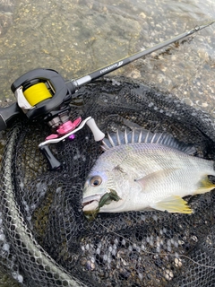 キビレの釣果