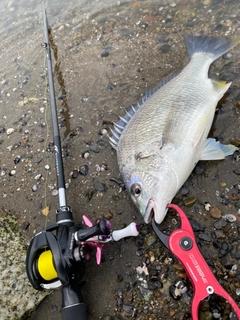 キビレの釣果