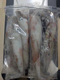 ケンサキイカの釣果