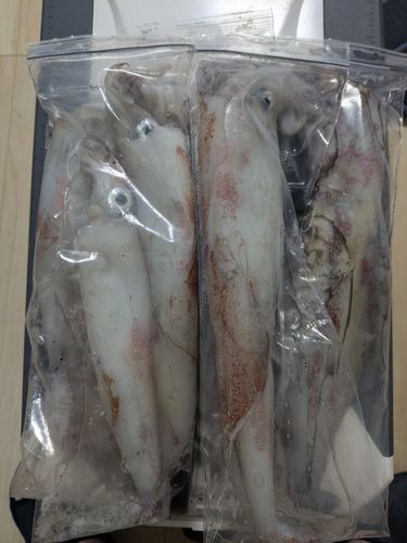 ケンサキイカの釣果