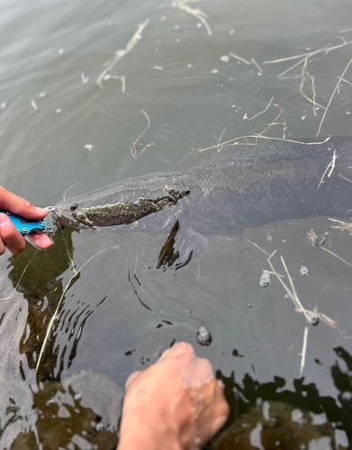 カムルチーの釣果