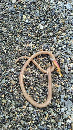 ダイナンウミヘビの釣果