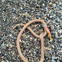 ダイナンウミヘビ