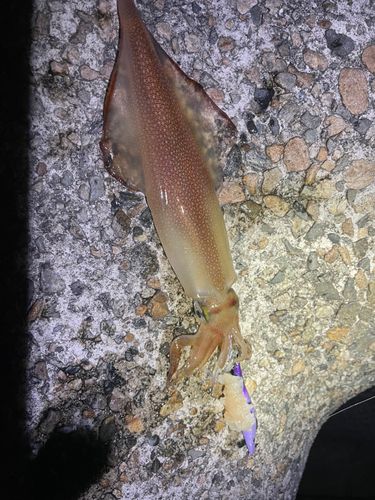 ケンサキイカの釣果