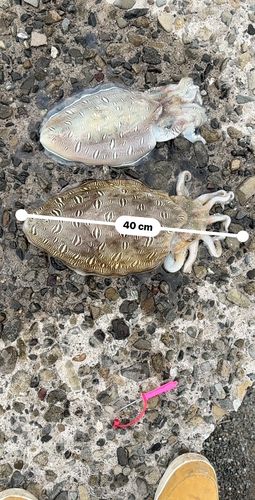 コウイカの釣果