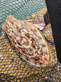 コウイカの釣果
