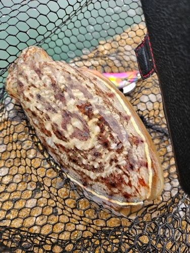 コウイカの釣果