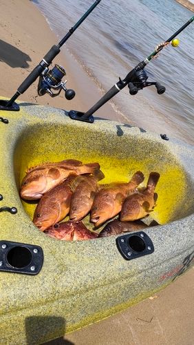 キジハタの釣果