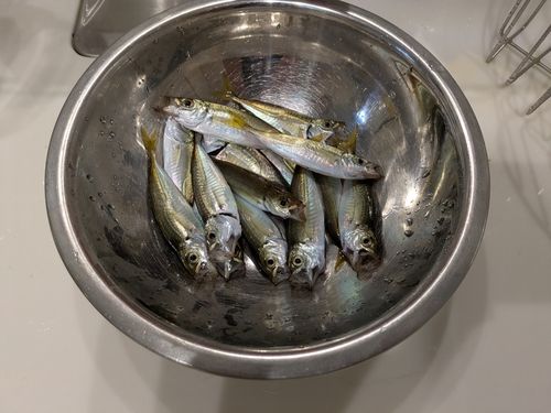 マアジの釣果