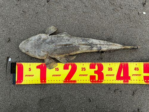 マゴチの釣果