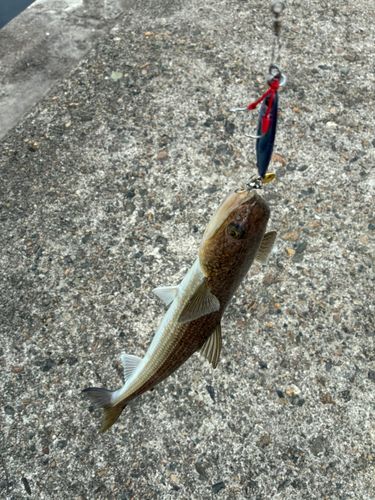 エソの釣果