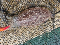 コウイカの釣果