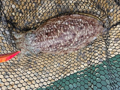 コウイカの釣果