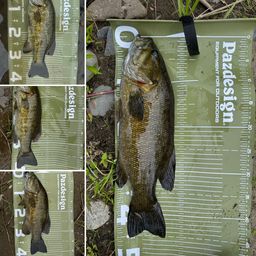 スモールマウスバス