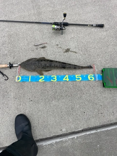 マゴチの釣果