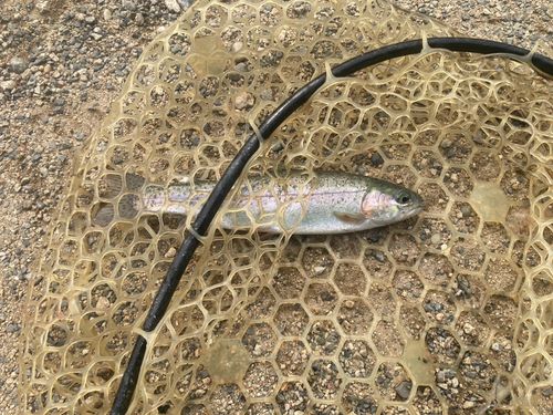 ニジマスの釣果