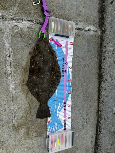 ヒラメの釣果