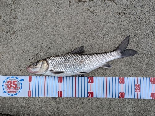 ニゴイの釣果
