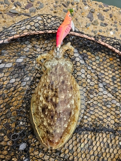 コウイカの釣果