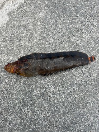 フサギンポの釣果