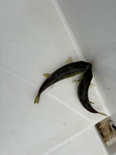 クロサバフグの釣果