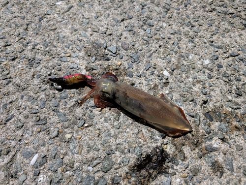 ケンサキイカの釣果