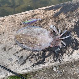 モンゴウイカ
