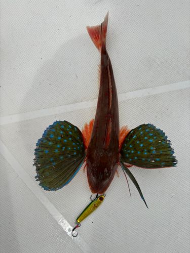 ホウボウの釣果