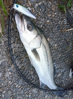 フッコ(マルスズキ)の釣果