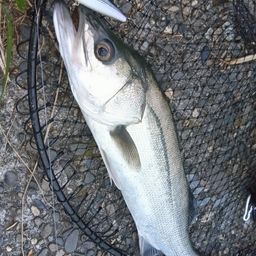 フッコ（マルスズキ）