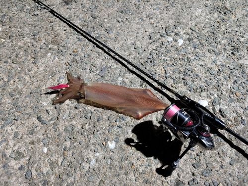 ケンサキイカの釣果