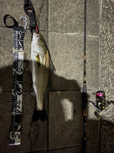 シーバスの釣果