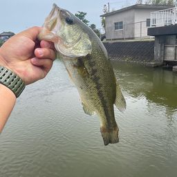 ブラックバス
