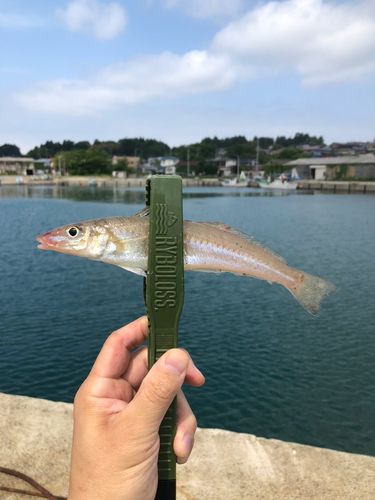 キスの釣果