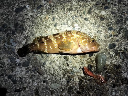 キジハタの釣果