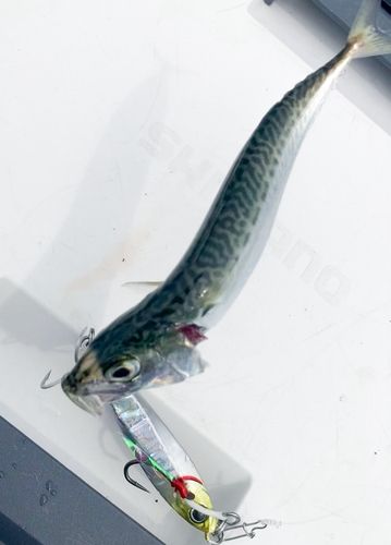 サバの釣果