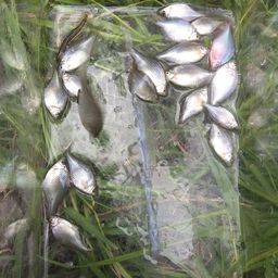 タイリクバラタナゴ