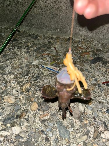 タケノコメバルの釣果
