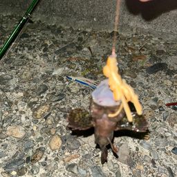 タケノコメバル