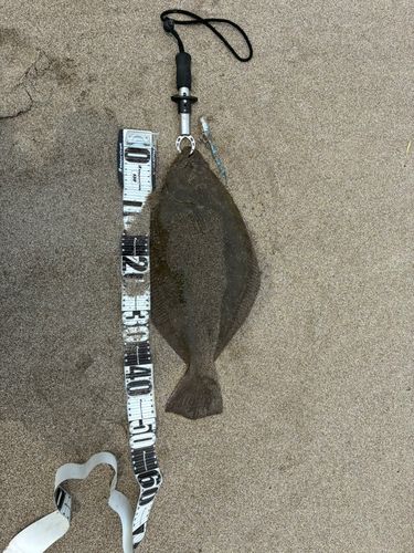 ヒラメの釣果
