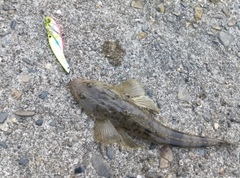 マゴチの釣果